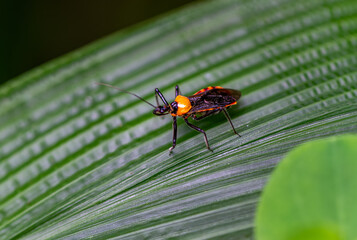 Detailed macro photo of a black Stink bug (Biasticus flavinotum) with distinctive orange markings on its dense foliage. A rare find in Wulai, Taiwan.