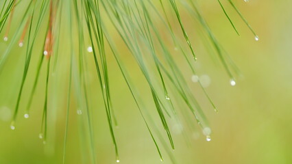 Pine Needles With Raindrops. Coniferous Tree Branches In Spring. Natural Background. Bokeh.