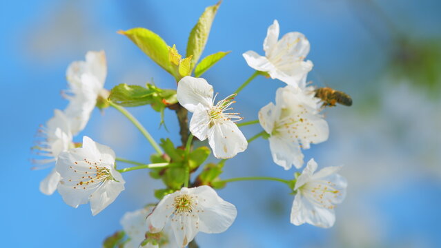 Early Spring. Prunus Avium Flowering Cherry And The Bee Find And Get Nectar. Blooming Sweet Cherry Tree In Spring. Close up.
