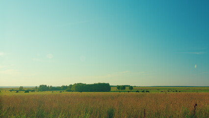 Fototapeta premium Black Cows In A Grassy Field On A Bright And Sunny Day. Cows On Green Meadow And Blue Sky With Clouds.