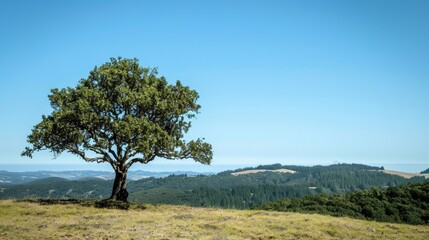 Obraz premium A solitary petite tree on a hillside overlooking far off hills a forest and a cloudless blue sky