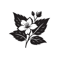 jasmine flower vector