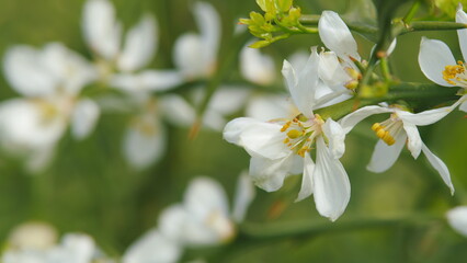 Trifoliate Orange In Botanical Garden. Flowers On Poncirus Trifoliata. Close up.