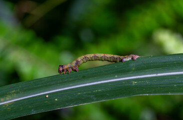 An inchworm(Geometridae ) moth larvae hunches as it crawls on green leaves. Shot in natural habitat in Wulai, Taiwan.