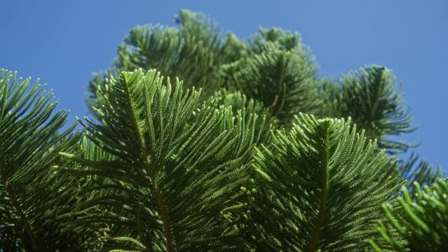 Araucaria excelsa foliage contrasted against a clear blue sky, captured outdoors in southern italy, puglia, highlighting the lush green textures of this majestic conifer.
