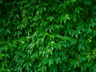 Grape leaves wall natural texture background