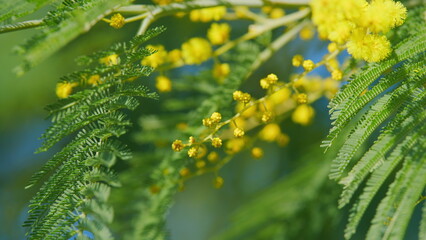 Spring Is Coming. Acacia Dealbata Tree With Gold Blossoms. Spring Mimosa Flowers. Sunny Spring Day. Close up.