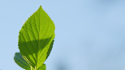 Green Leaves Of A Bush. Beautiful Leaf Shape With Rich Colors. Green Leaf Background Texture. Still.