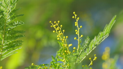 Mimosa Flowers Blooming. Branch Of Spring Mimosa Flowers In Park. Sunny Bokeh Light. Spring Is...