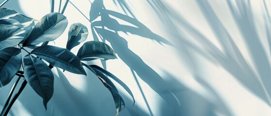 riskus leaves on a white background in the rays of the sun, with shadows. Minimal summer exotic...