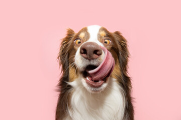 Funny and hungry Australian shepherd puppy dog eating and licking its lips with tongue. Isolated on pink pastel background on summer or spring season