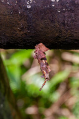 Detailed view of a camouflaged Eumeta japonica larvae and its cocoon; earthy brown tones and texture visible. Taken in Wulai, Taiwan.
