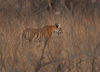 A tiger in the grassland habitat at Panna Tiger Reserve, Madhya pradesh, India