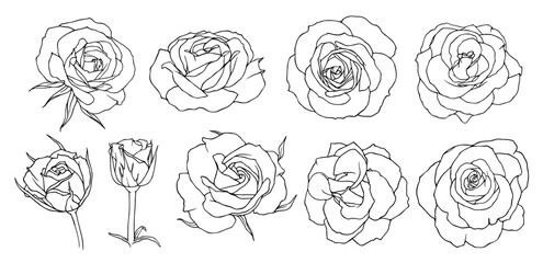A set of linear sketches, contours of flowers and rose buds. Vector graphics.