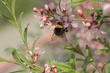bee on a flower