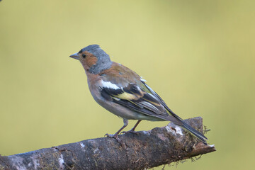 Chaffinch perched on a branch in its natural environment on a mountain in Bizkaia