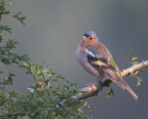Chaffinch perched on a branch in its natural environment on a mountain in Bizkaia