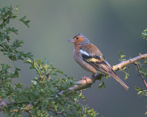 Chaffinch perched on a branch in its natural environment on a mountain in Bizkaia