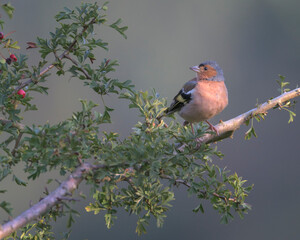 Chaffinch perched on a branch in its natural environment on a mountain in Bizkaia