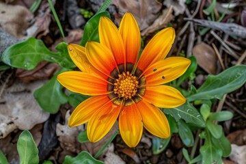 Beautiful, drought-tolerant hybrids of Gazania