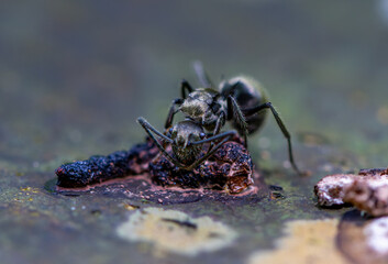 Detailed macro footage captures the complex textures and shapes of black-stinging ants. A vivid portrayal of insect life in Wulai, New Taipei City.