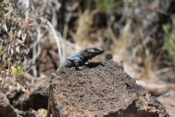 Blue lizard in Teide, Tenerife, Spain