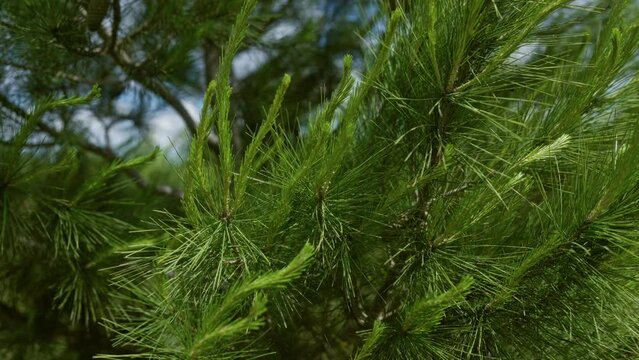 Close-up of vibrant aleppo pine pinus halepensis needles with blue sky in puglia, italy, displaying lush green foliage outdoors in natural sunlight.