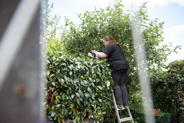 A woman trims a hedge in the garden