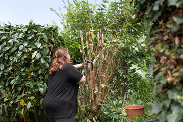 A woman trims a hedge in the garden