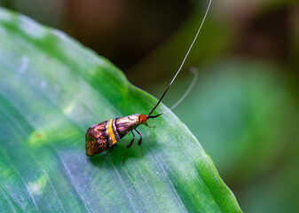 A Nemophora aurifera(Adelidae) moth. It has an elongated body, a brown chest, and long antennae with gray and white tips. There is a yellow-brown horizontal stripe in the center of the wing.
