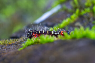 A caterpillar of the Asota plana lacteata moth can be seen under the green leaves, showing off its red legs, black body, white hairs and yellow rings.