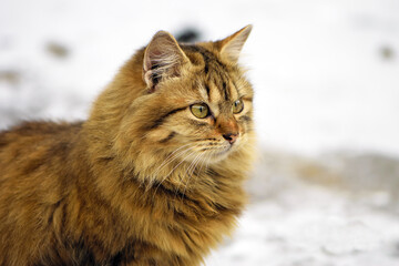 Big cat, close-up, cozy, looking forward, caring for the animals. cute face of a tricolor cat. beautiful fluffy cat with big eyes. looks, yellow eyes of a red cat. homeless animal
