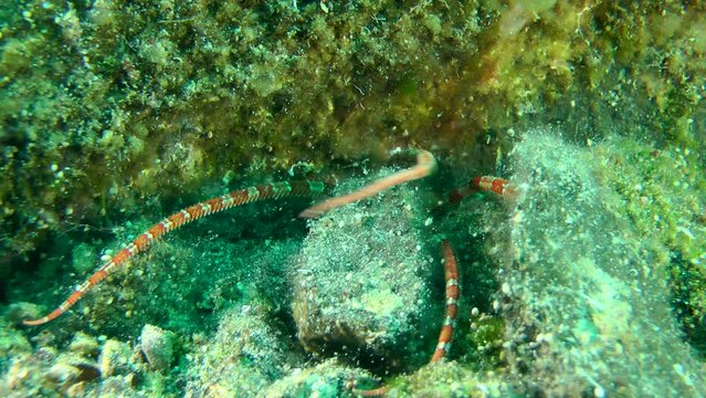 A brightly colored Smooth Brittle Star (Ophioderma longicauda) slowly hides among the rocks, close-up.