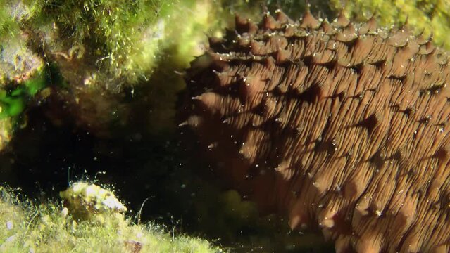 Brown Sea cucumber cotton-spinner (Holothuria sanctori) slowly turns away from the camera, side light, close-up.