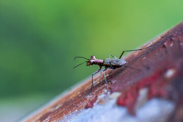 Detailed view of a tiger beetle(Cylindera kaleea angulimaculata) with dark brown metallic color and subtle white spots on the elytra. Wulai, Taiwan.