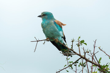 Rollier d'Europe,. Coracias garrulus, European Roller