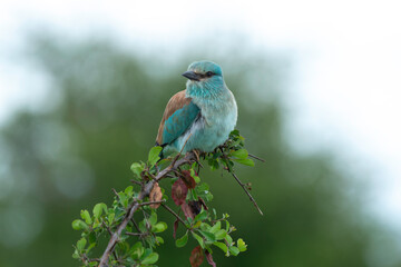 Rollier d'Europe,. Coracias garrulus, European Roller