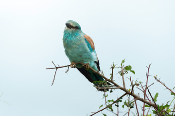 Rollier d'Europe,. Coracias garrulus, European Roller
