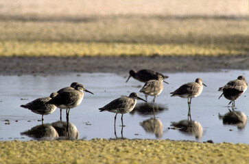 Chevalier criard, Grand Chevalier,.Tringa melanoleuca, Greater Yellowlegs