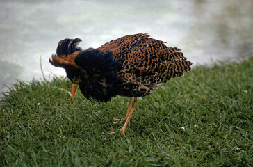 chevalier combattant, Combattant varié, Calidris pugnax, Ruff