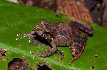 Grande rainette de Madagascar, Boophis madagascariensis, Madagascar