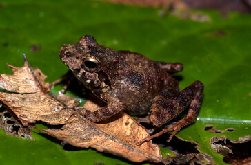 Grande rainette de Madagascar, Boophis madagascariensis, Madagascar