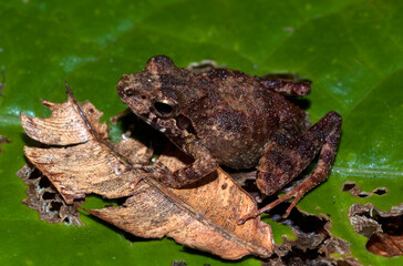 Grande rainette de Madagascar, Boophis madagascariensis, Madagascar