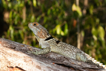 Oplurus de Cuvier, Oplurus Cuvieri, Afrique