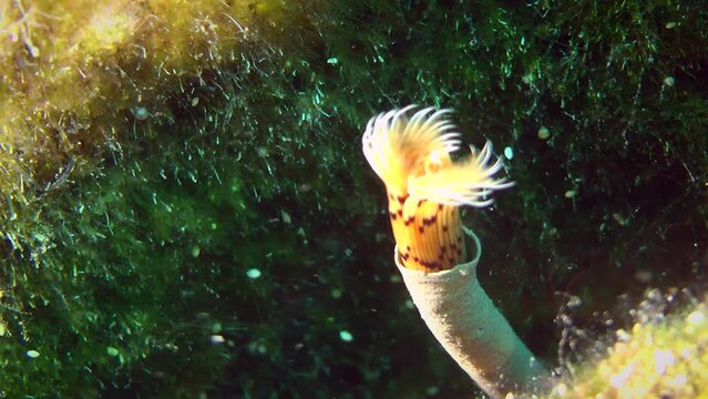 The polychaete Peacock worm (Sabella pavonina) extends from the tube and unfolds a corolla of brightly colored tentacles, close-up.