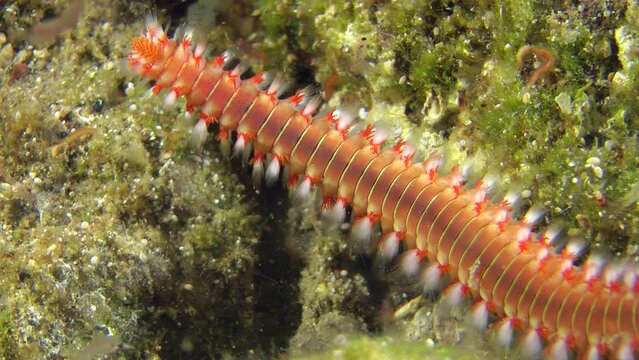 The dangerous polychaete Bearded fireworm (Hermodice carunculata) explores the area around itself, macro.