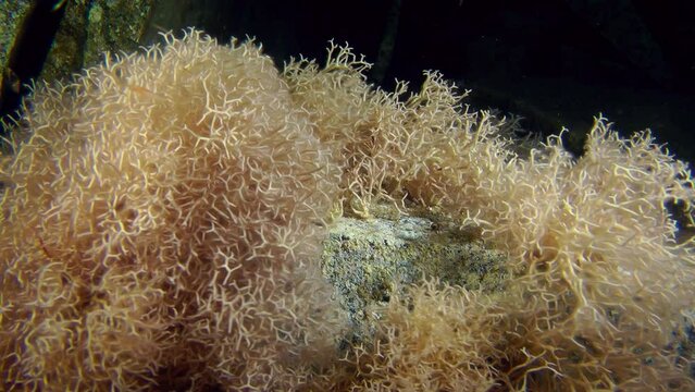 Red algae (Liagora viscida) sways in the water flow, medium shot.