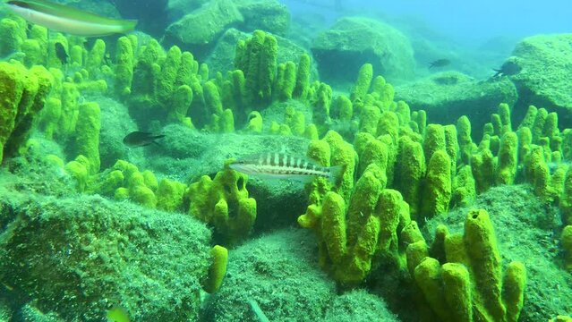 Picturesque underwater landscape: sea fish against the background of thickets of Yellow tube sponge.