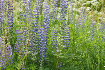 Lupin flowers in a meadow, close up shot