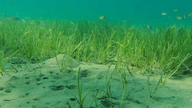 Picturesque underwater landscape: thickets of sea grass (Zostera marina) in sandy shallow water in the evening sun.
